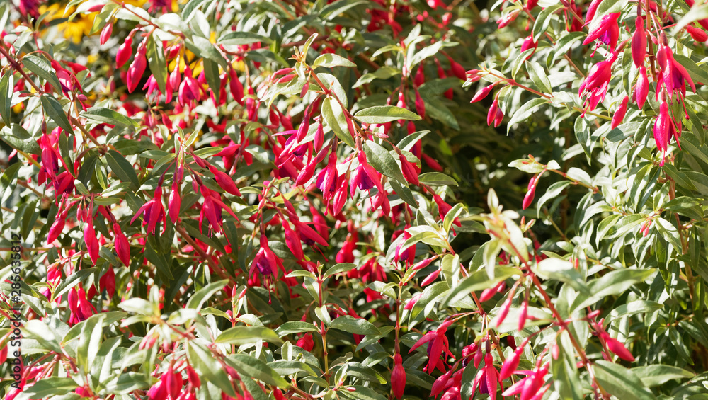 (Fuchsia magellanica) Fuchsia de Magellan