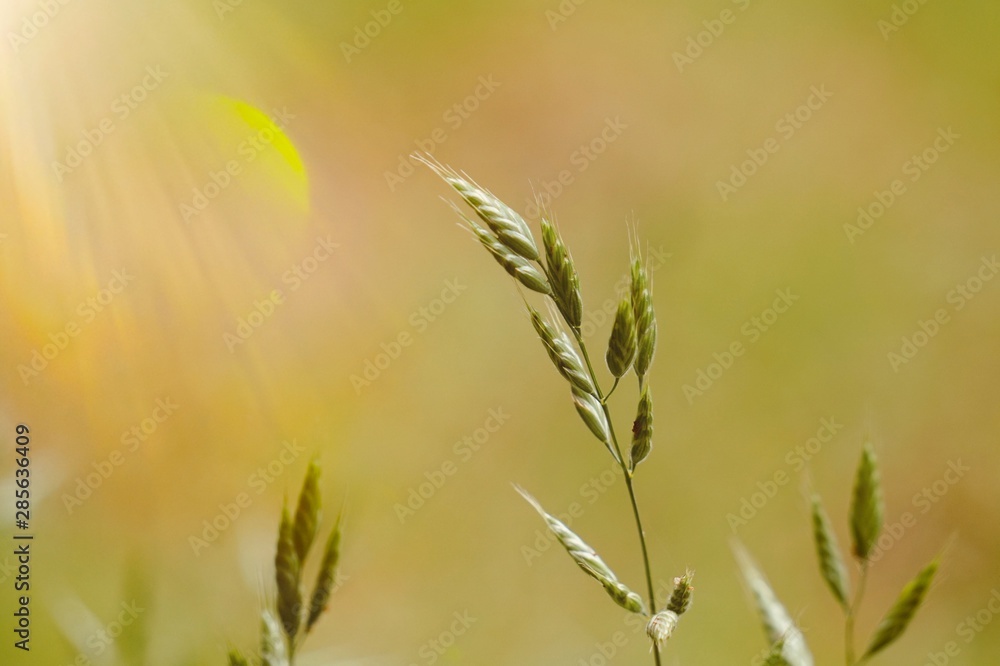 green plant in the nature in the autumn