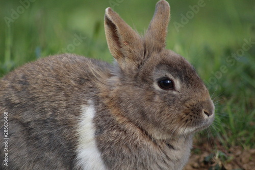 petit lapin en liberté