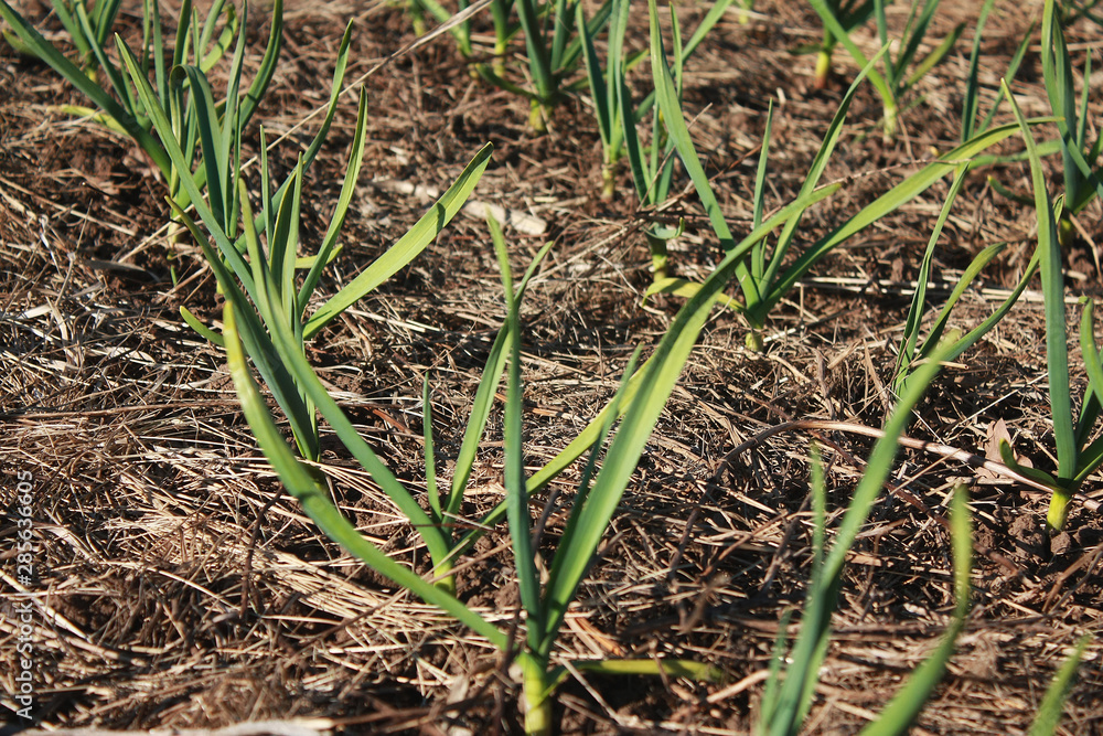 A close up of the young plants of garlic on garden-bed. A close up of the young plants of garlic on garden-bed.