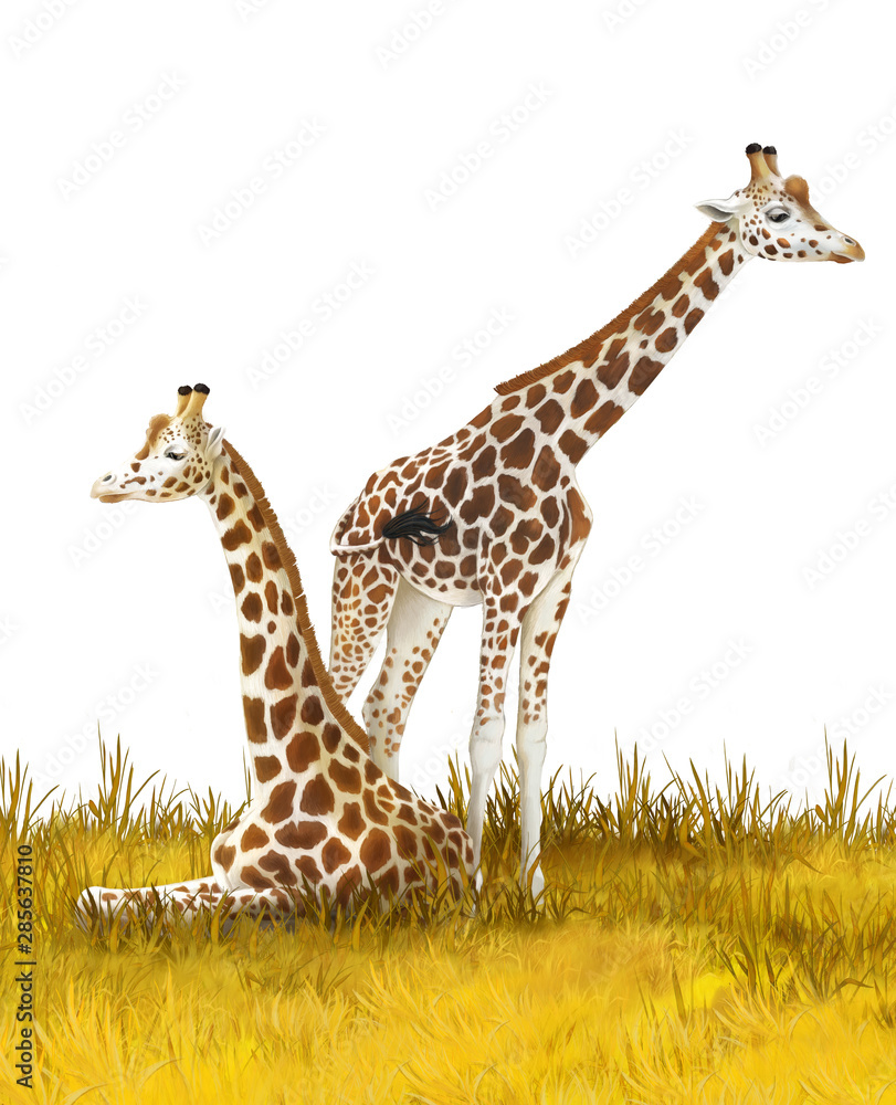 Obraz premium Safari - giraffes on the meadow - illustration for children