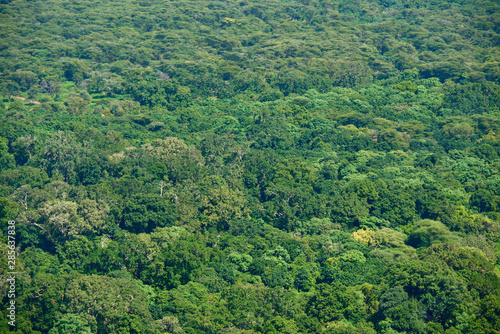 Beautiful bright background, consisting of many different types of trees of African rainforest