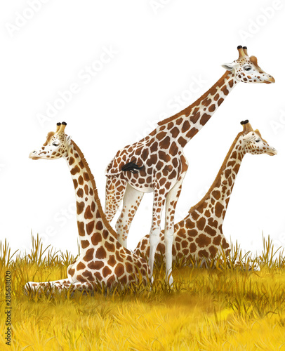 Safari - giraffes on the meadow - illustration for children