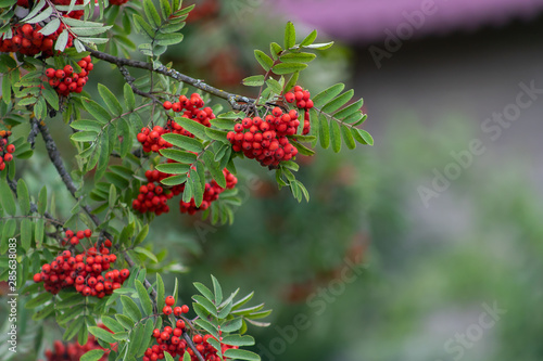 Red rowan berries on the rowan tree branches, ripe rowan berries closeup and green leaves in autumn garden