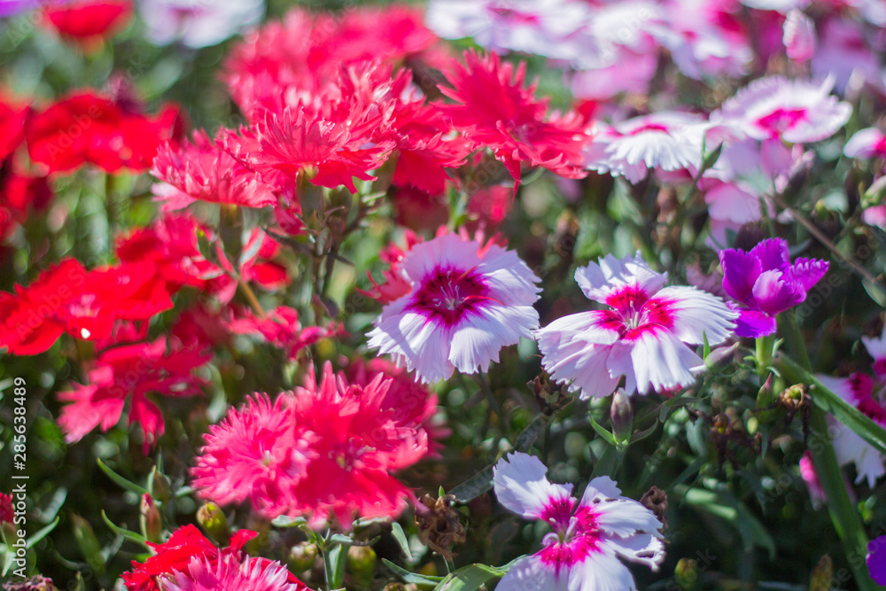 blooming pink and red flowers of Dianthus on the flower bed, blooming pink and red flowers of Dianthus on the flower bed,