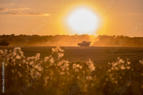 Harvester machine to harvest wheat