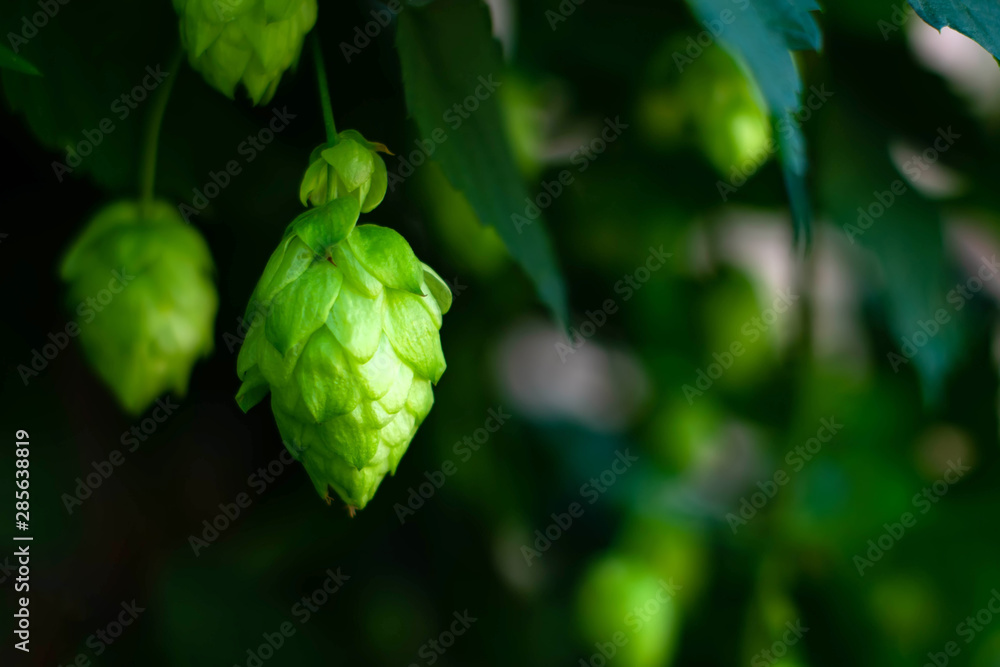 Brew hop cones hang in the field Brew hop cones hang in the field