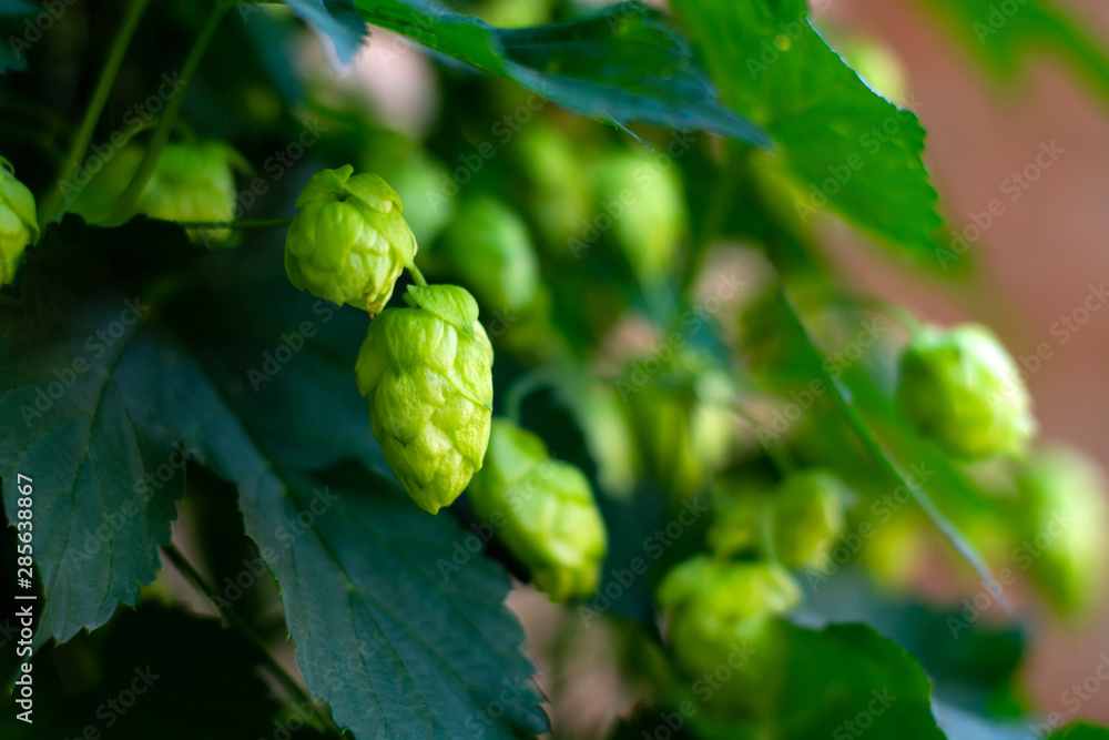 Brew hop cones hang in the field Brew hop cones hang in the field