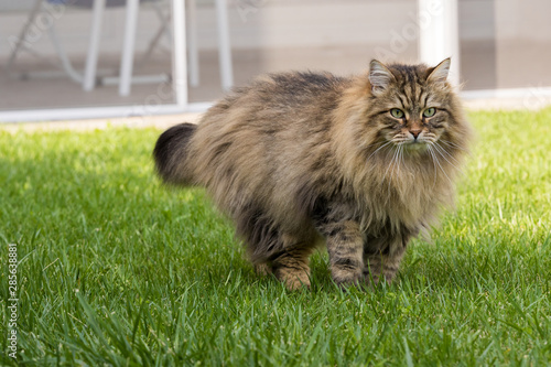 Hypoallergenic cat with long hair outdoor in a garden. Siberian breed of pet