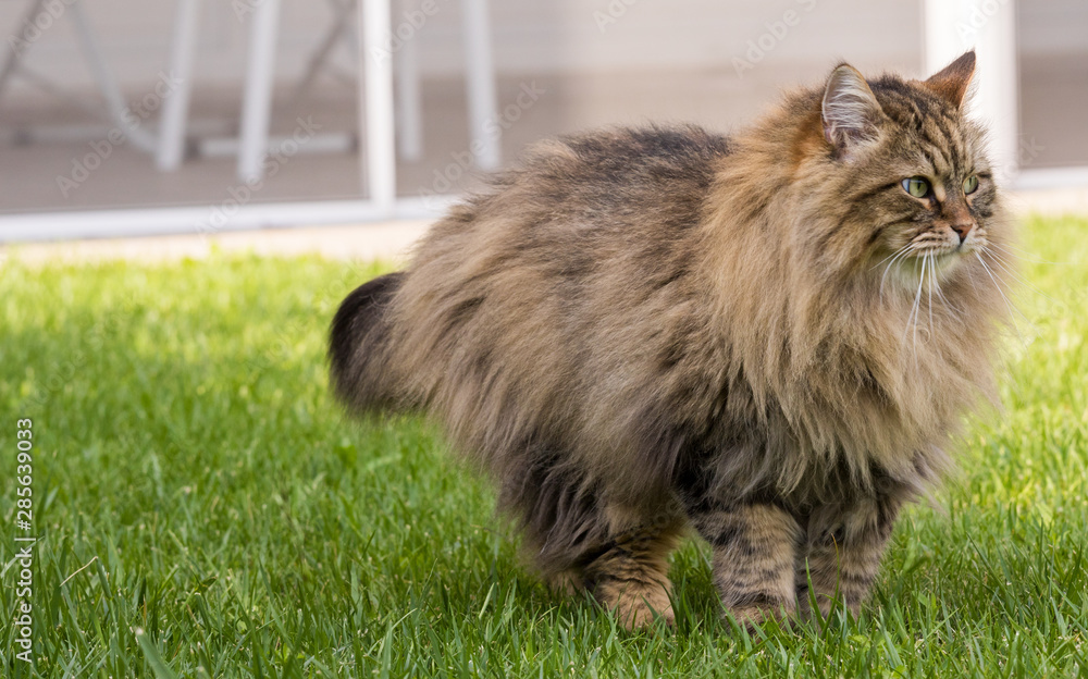 Hypoallergenic cat with long hair outdoor in a garden. Siberian breed of pet