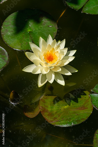 Valokuva White water lily (Nymphaea Chromatella), blooming with afternoon sunlight, in su