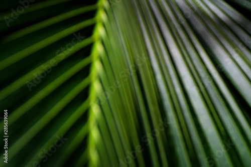 blur green coconut leaf © srckomkrit