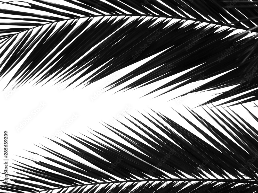 Obraz premium beautiful palms leaf on white background