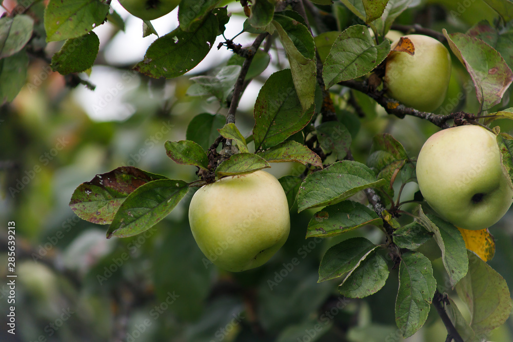 Organic apples hanging from a tree branch, apples in the orchard, apple fruit close up Organic apples hanging from a tree branch, apples in the orchard, apple fruit close up