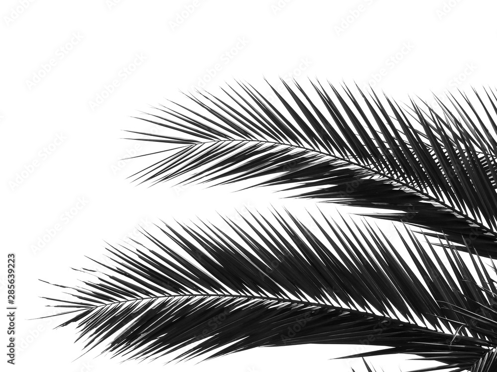 Obraz premium beautiful palms leaf on white background
