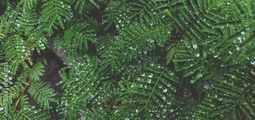 Prosopis cineraria also known as sami tree in india with water droplets on its leaves.