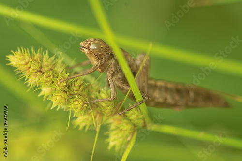 Wallpaper Mural 곤충. 생태.  Torontodigital.ca