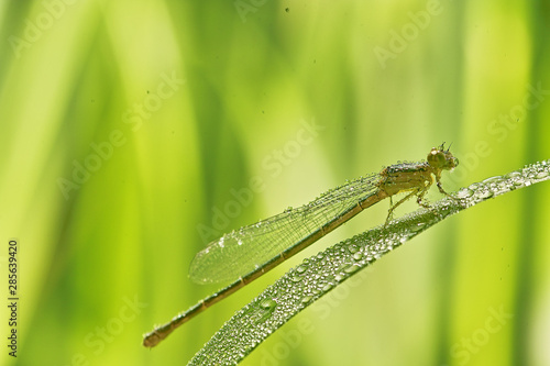 Wallpaper Mural 곤충. 생태.  Torontodigital.ca