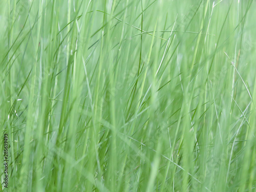 Lush green grass on meadow  spring summer outdoors close-up  copy space  wide format. Beautiful artistic image of purity and freshness of nature. Abstract bokeh background.