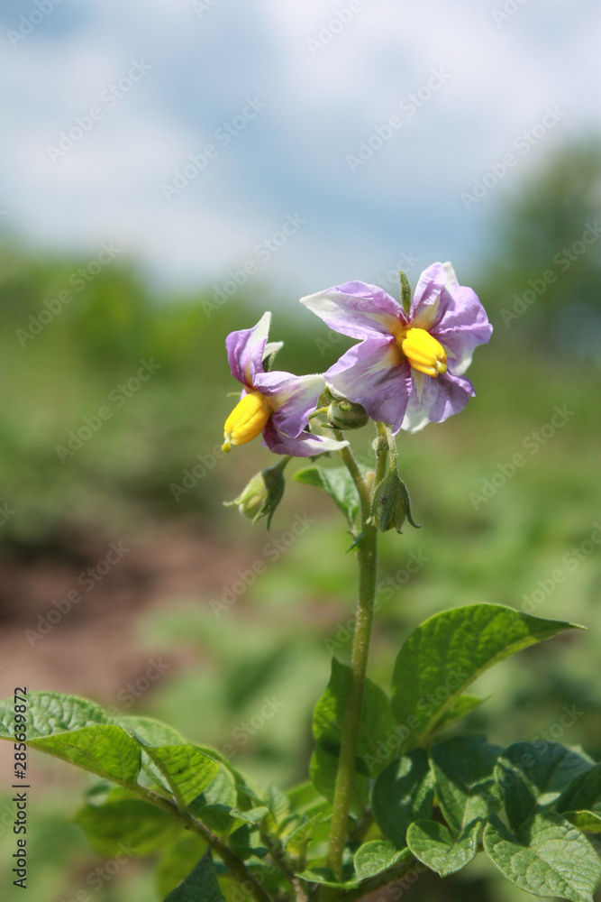 Potato flowers in the garden Potato flowers in the garden