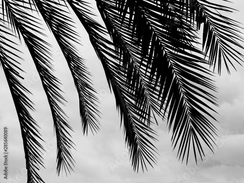 Dekoracja na wymiar  silhouette-palm-leaf-with-cloud-sky-background-black-and-white-style
