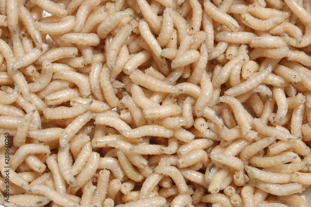 Fly insect larvae. Really excellent if used as a live bait, in the sport pasca. Fly insect larvae. Really excellent if used as a live bait, in the sport pasca.