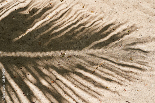 Shade from a palm tree branch on a sandy beach