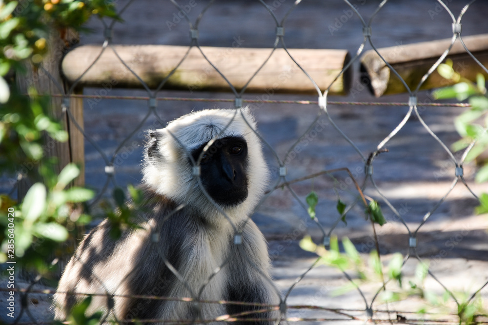 Obraz premium Gray langur or Hanuman langur