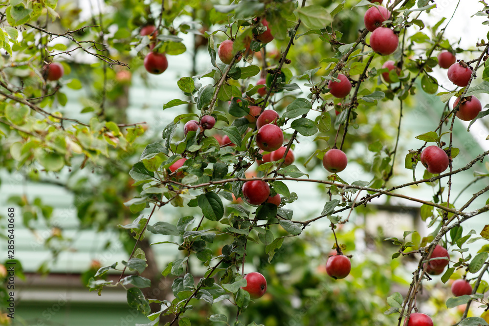 Organic apples hanging from a tree branch, apples in the orchard, apple fruit close up Organic apples hanging from a tree branch, apples in the orchard, apple fruit close up