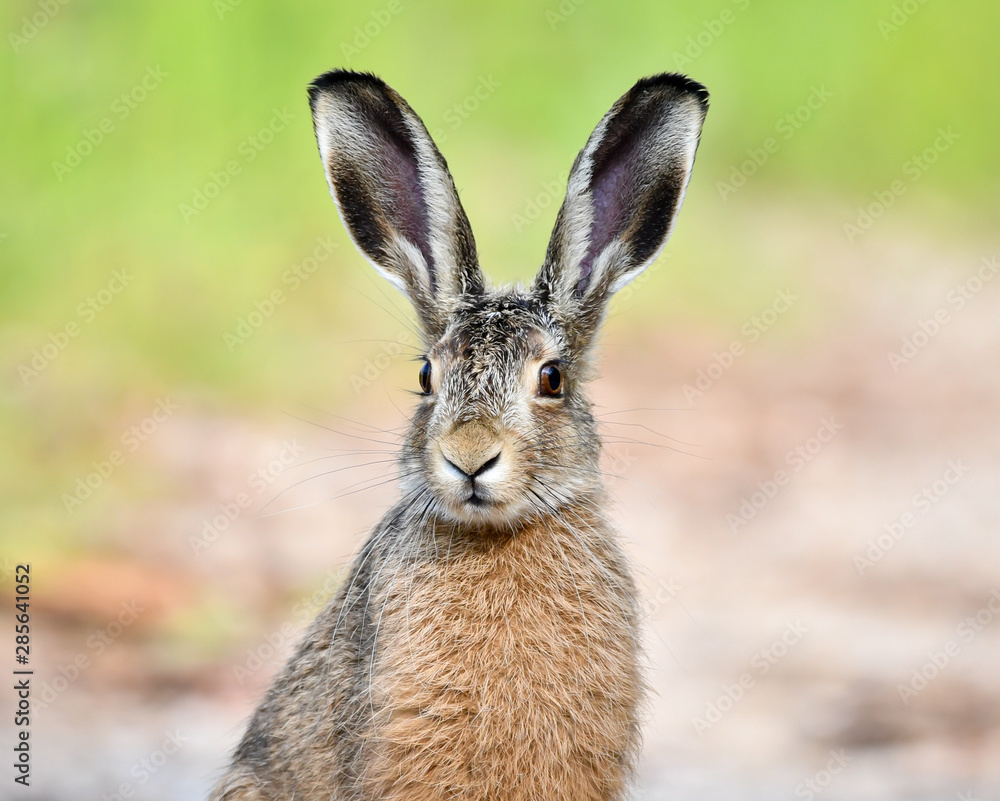 Obraz premium zając szarak