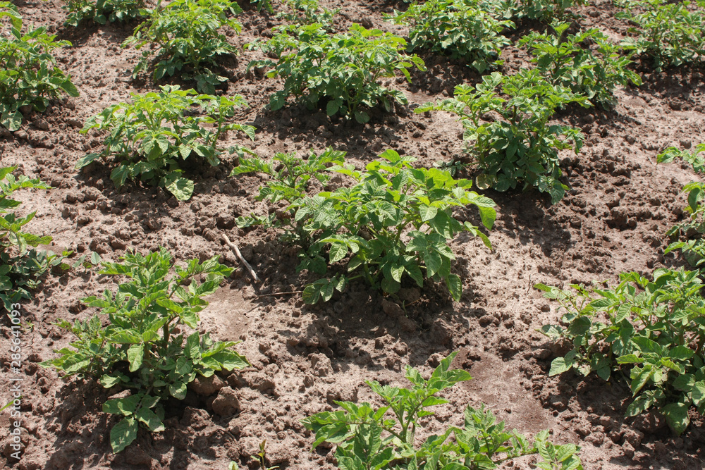 Potato plants in the garden Potato plants in the garden