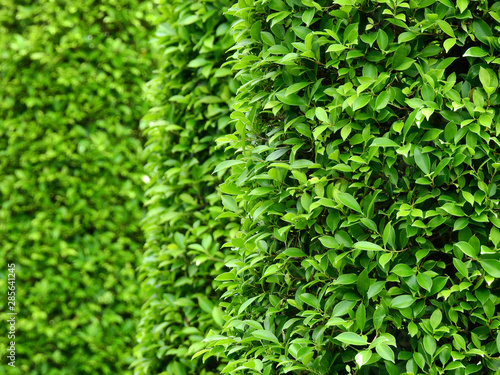 green bush in garden