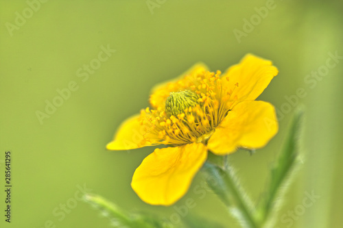 꽃. 생태. 이미지.