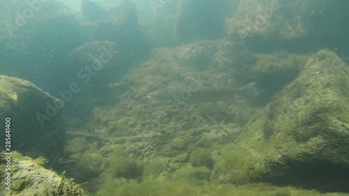 Freshwater fish Common huchen (Hucho hucho) in the beautiful clean river. Underwater footage with nice bacground and natural light. Wild life animal. Swimming predator fish in the river habitat. photo