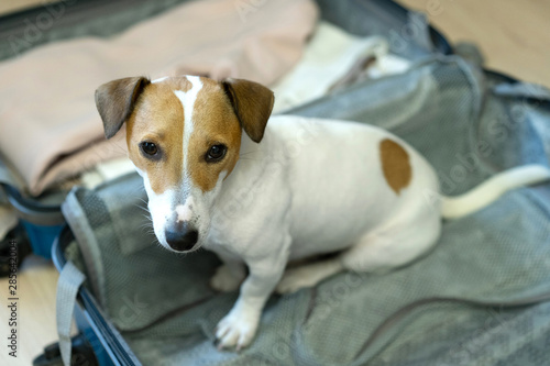dog is sitting in suitcase. Jack Russell Terrier guards suitcase. Travel concept with pets