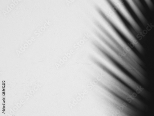 shadow of palm leaves on white concrete wall background