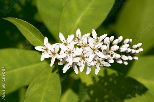 꽃. 생태. 이미지.