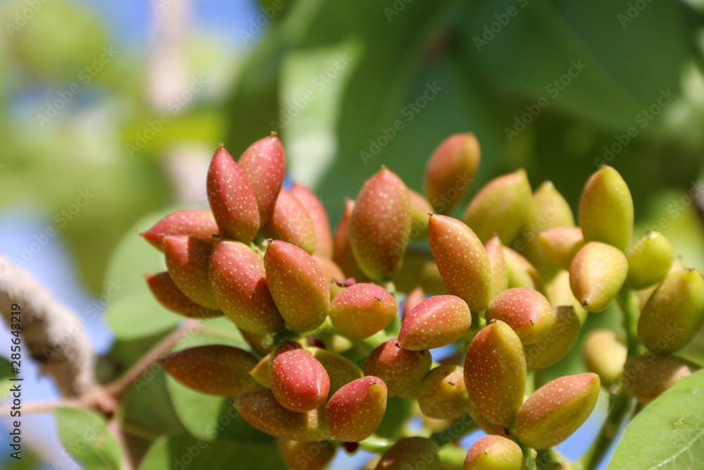 antep pistachios tree gaziantep turkey antep pistachios tree gaziantep turkey