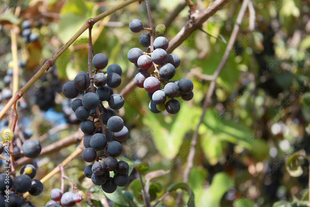 Red wine grapes clusters growing on the grape vine Red wine grapes clusters growing on the grape vine