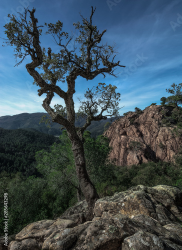 Survival tree above rocks, rocky formation before mountains & forest