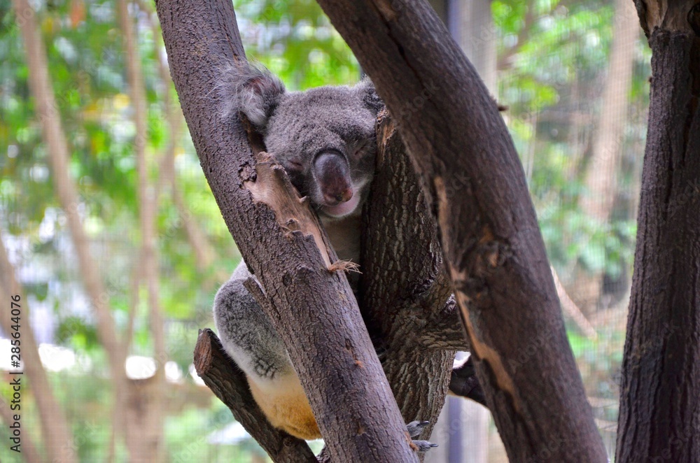 Naklejka premium Koalas en libertat