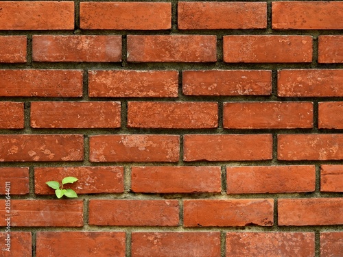 Wallpaper Mural small bodhi tree growth on old brick wall Torontodigital.ca