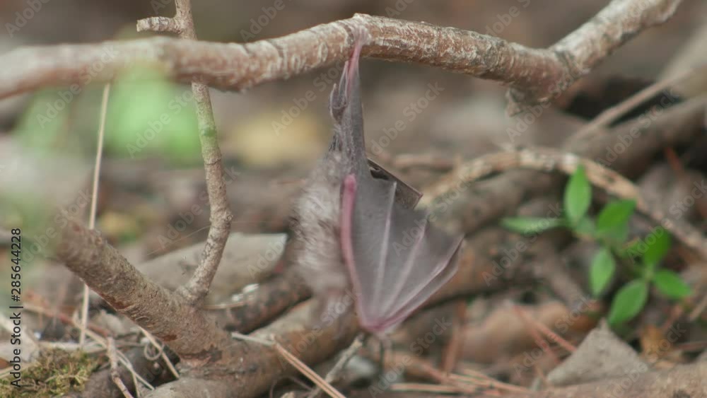 Bat hangs of a branch stretching its wings - The Egyptian slit-faced bat, Nycteris thebaica Bat hangs of a branch stretching its wings - The Egyptian slit-faced bat, Nycteris thebaica