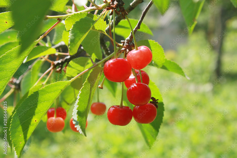 Red and sweet cherries on a branch just before harvest in early summer Red and sweet cherries on a branch just before harvest in early summer