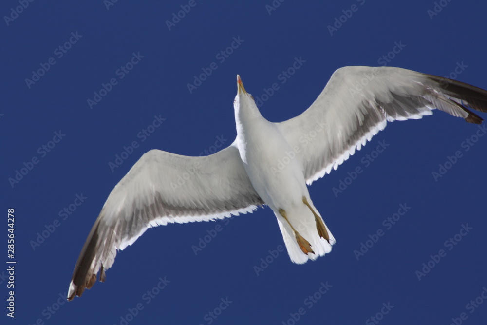 Obraz premium Gaviota en vuelo en el sur de España