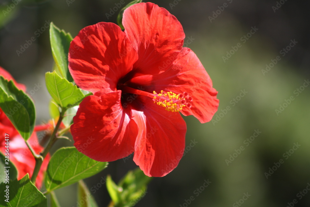 Flor roja en un jardín del sur de España