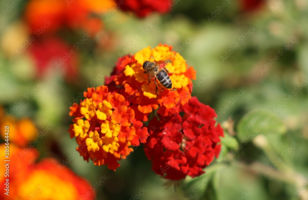 Abeja en unas flores rojas y naranja Abeja en unas flores rojas y naranja