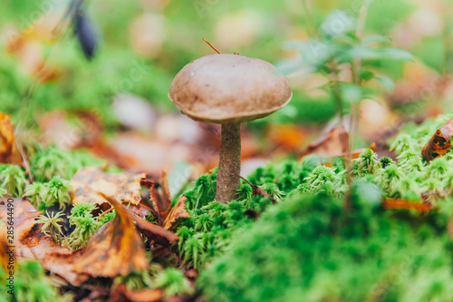 Edible small mushroom with brown cap Penny Bun leccinum in moss autumn forest background. Fungus in the natural environment. Big mushroom macro close up. Inspirational natural summer or fall landscape