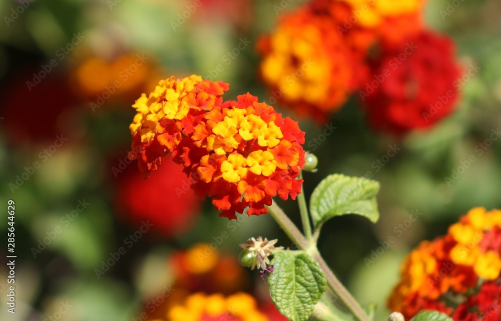Flores rojas y naranjas en un jardín Flores rojas y naranjas en un jardín