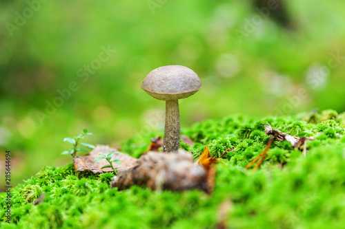 Edible small mushroom with brown cap Penny Bun leccinum in moss autumn forest background. Fungus in the natural environment. Big mushroom macro close up. Inspirational natural summer or fall landscape